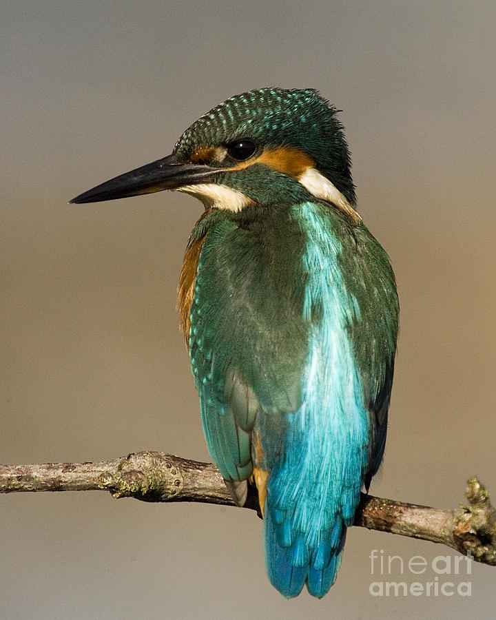 Kingfisher3 Photograph by Tony Mills