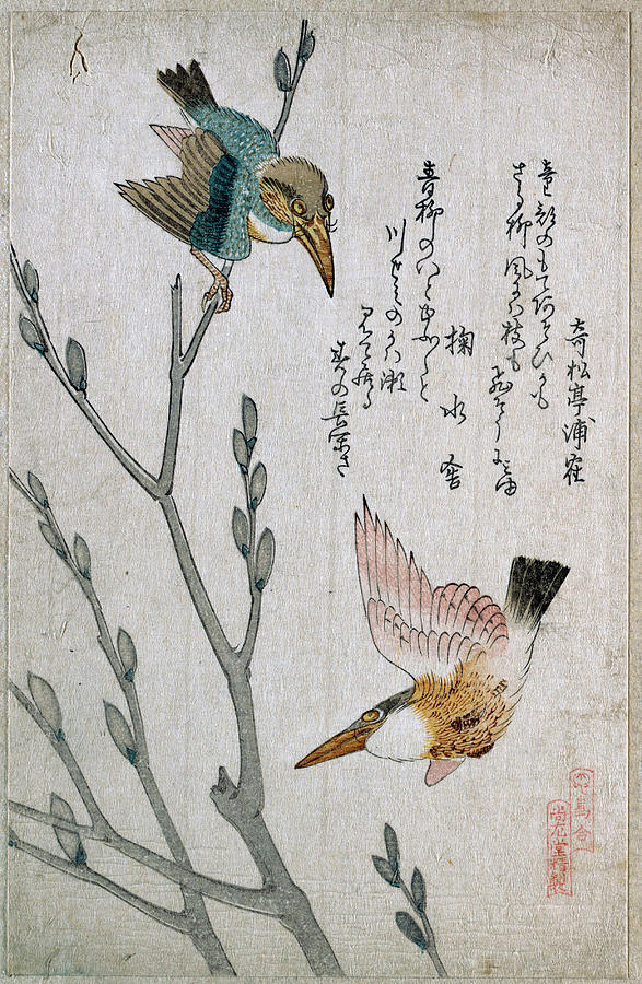 Bird Drawing - Kingfishers and Pussy-willow by Kubo Shunman