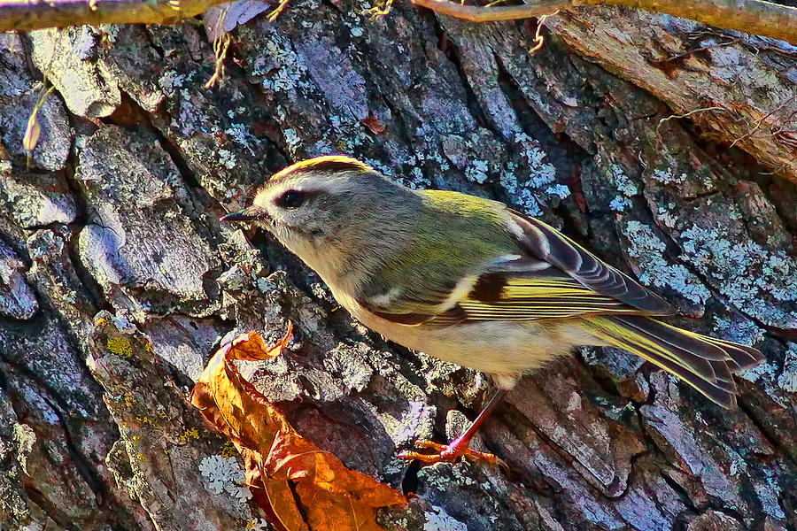 Kinglet for a Day Photograph by Gary Holmes