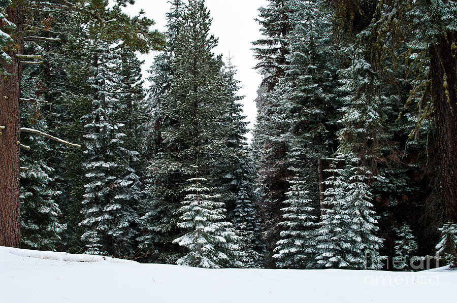 Sequoia National Park Photograph - Kings Canyon Snow Scene 2-8103 by Stephen Parker