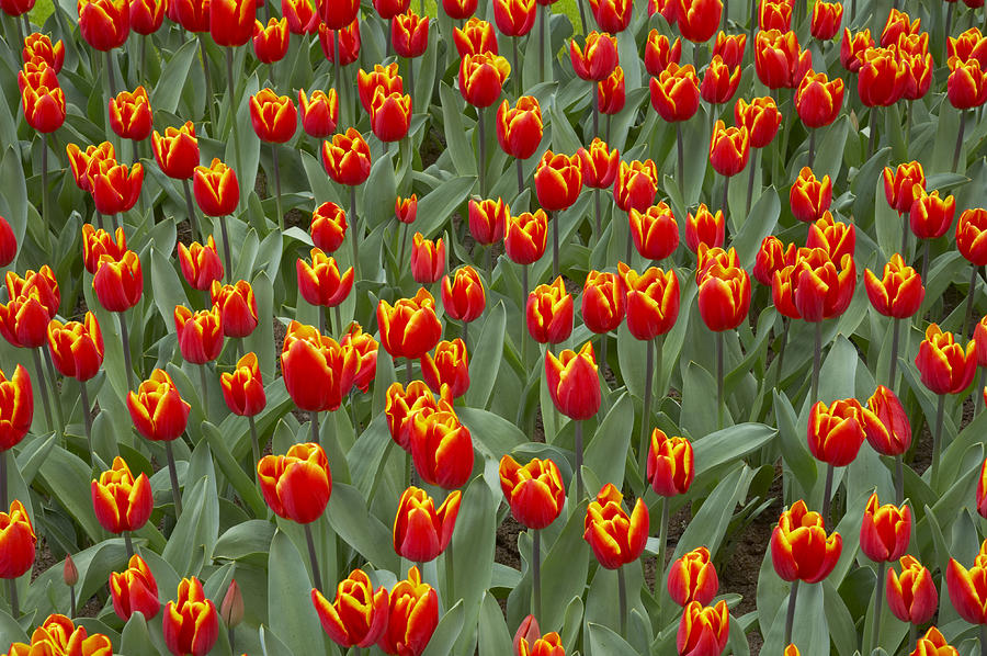 Kings Cloak Tulips Keukenhof Gardens Photograph by Bill Coster