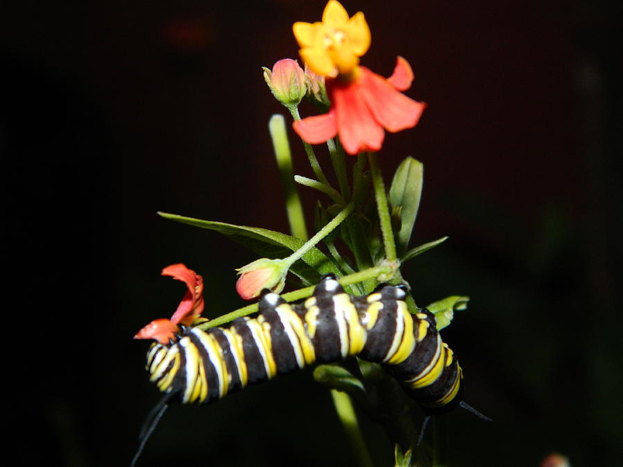 Caterpillar Photograph - Kings Dinner by Anita Johnson