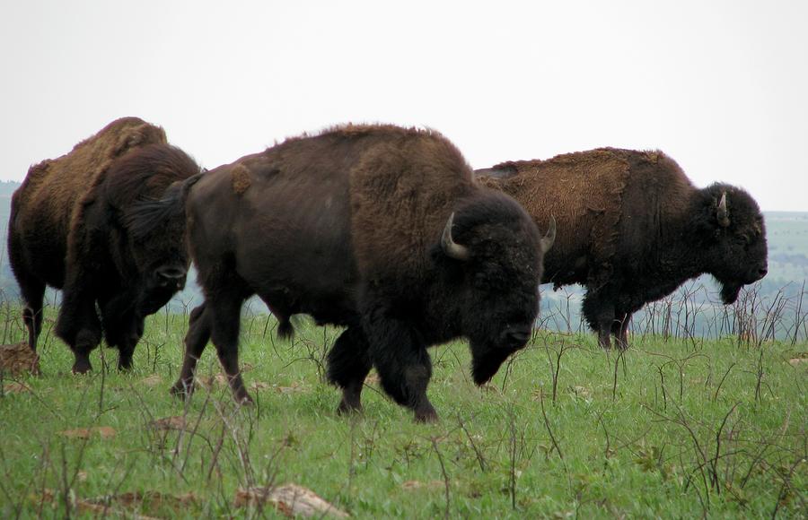 Buffalo Photograph - Kings of the Prairie by Keith Stokes