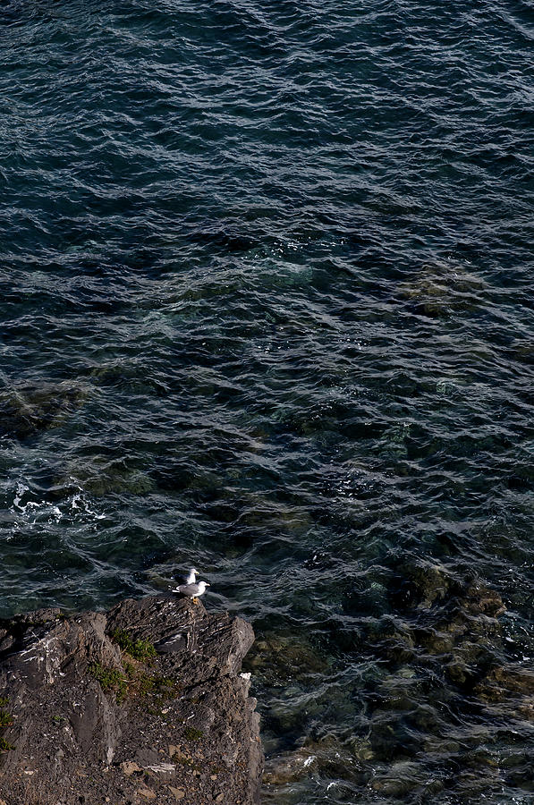 Seagulls at cliffs ready to fish in mediterranean sea - Kings of the world Photograph by Pedro Cardona Llambias
