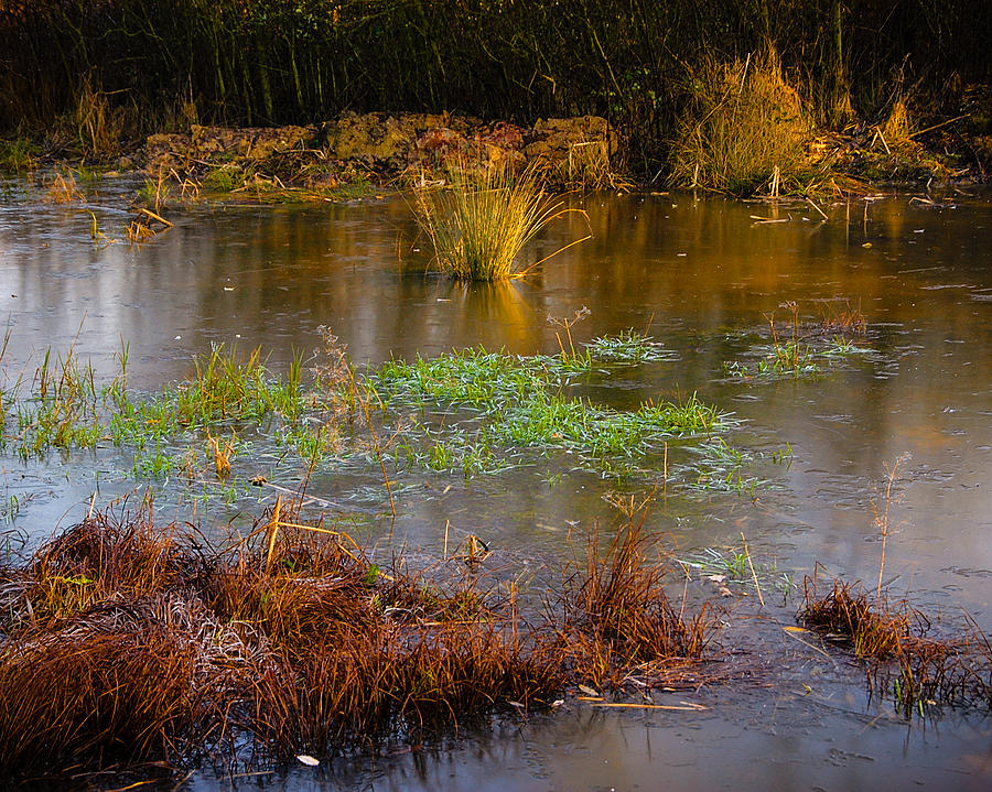 Newt Photograph - Kintbury Newt Ponds by Mark Llewellyn
