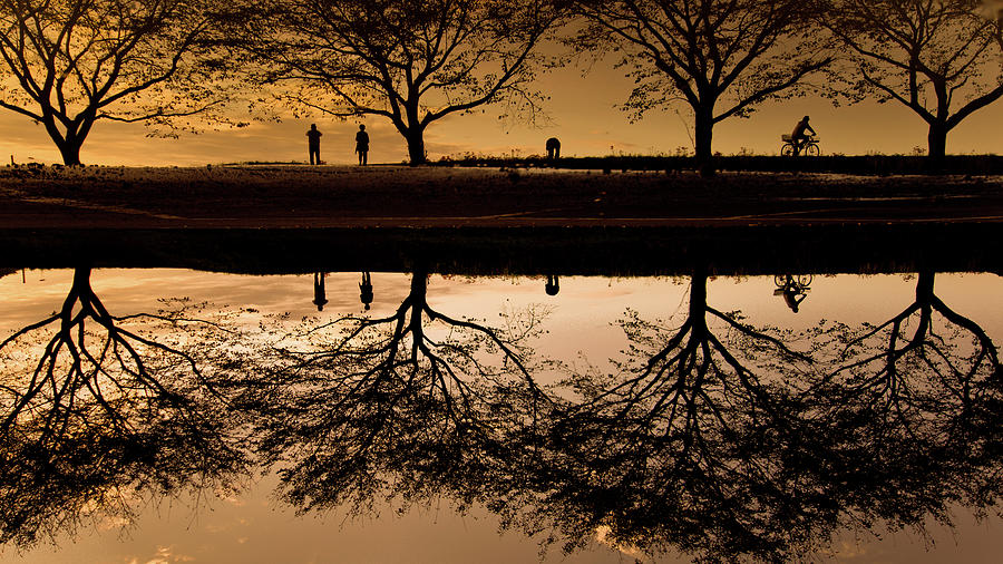 Tree Photograph - Kintyakuta by Kouji Tomihisa