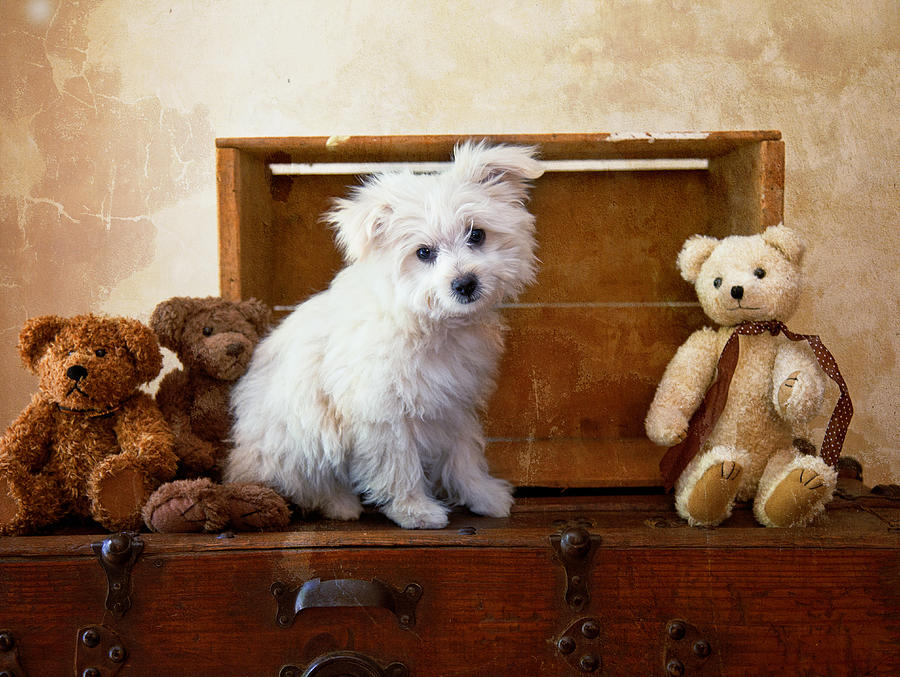 Dog Photograph - Kip and friends by Toni Hopper