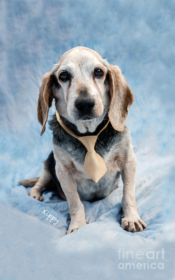 Dog Photograph - Kippy Beagle Senior and Best Dog Ever by Iris Richardson