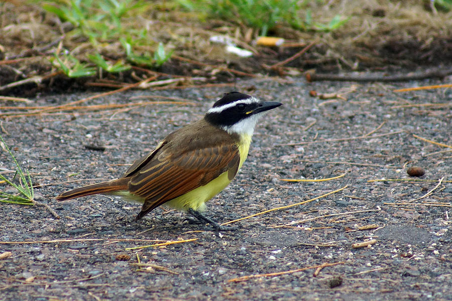 Kiskadee Photograph By Richard Hawke Fine Art America