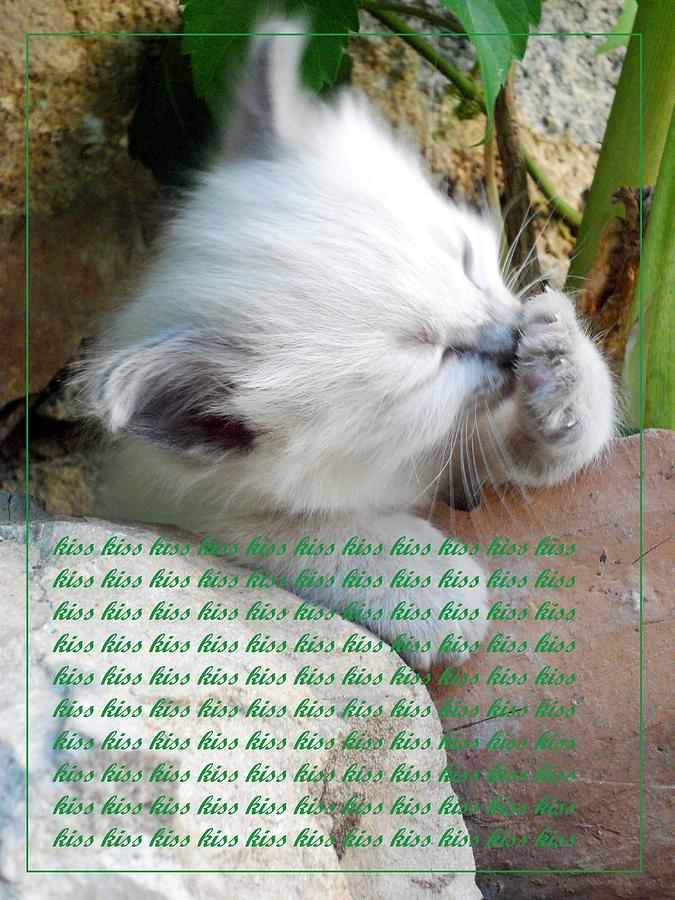 Cat Photograph - Kiss card  by Donatella Muggianu