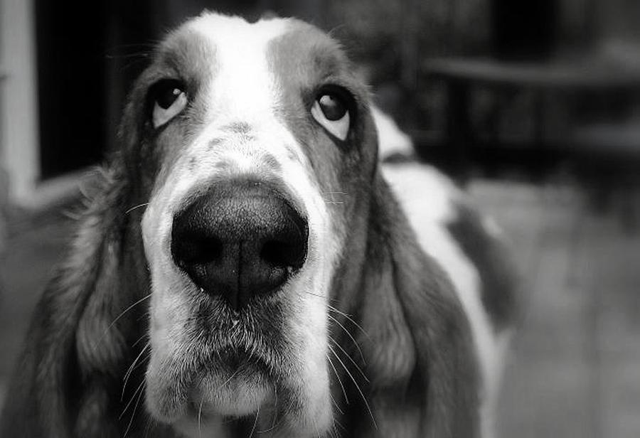 Basset Hound #1 Photograph by Marysue Ryan