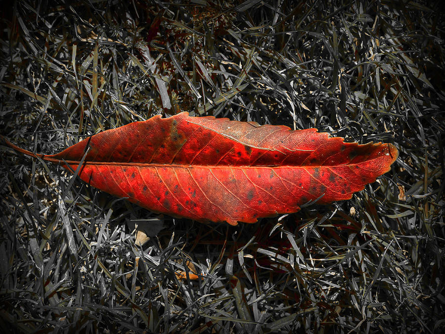 Nature Photograph - Kiss Of Leaf by Wayne Sherriff