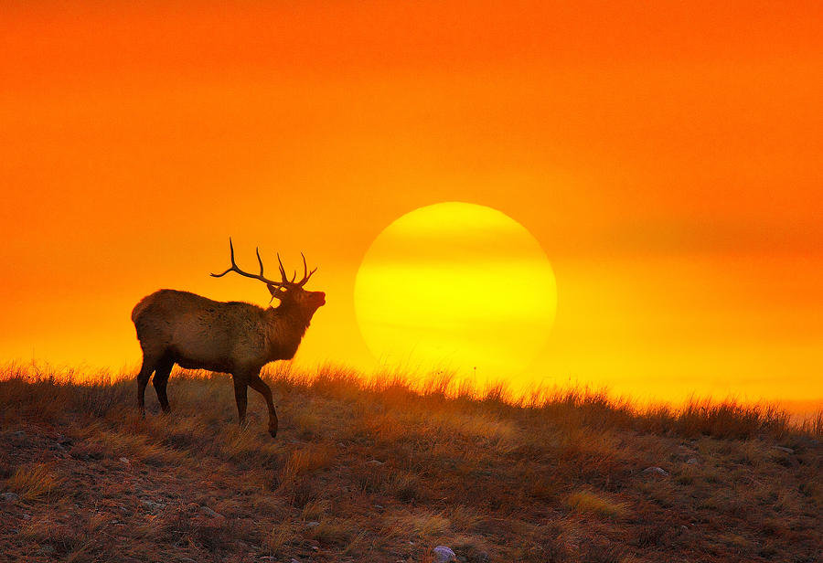 Deer Photograph - Kiss The Sun by Kadek Susanto