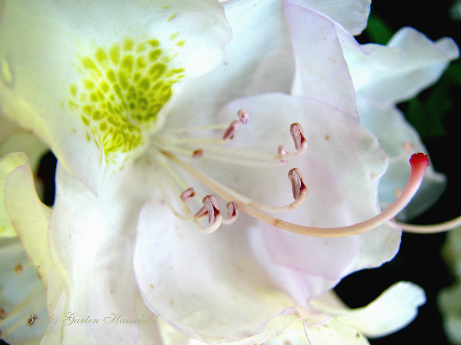 Kissed by the Light - Floral Photography - Rhododendron Super Macro Photograph by Brooks Garten Hauschild