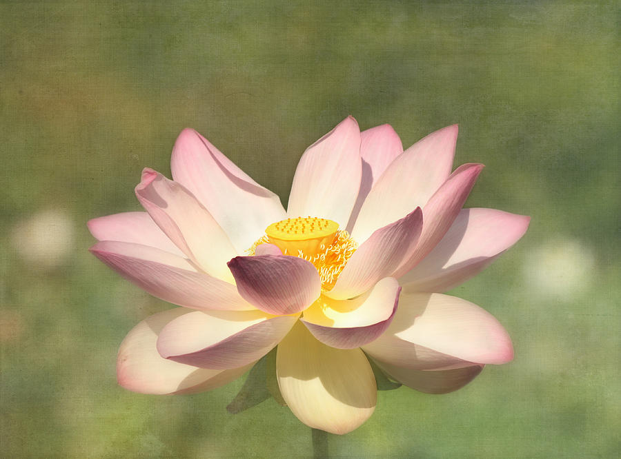 Kissed by the Sun - Lotus Flower Photograph by Kim Hojnacki