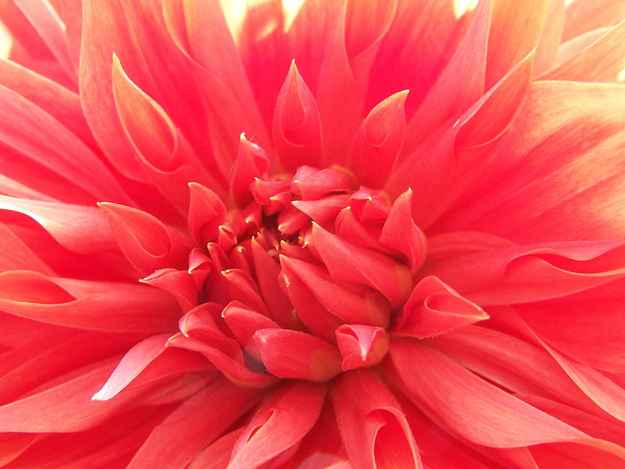 Kissed by the Sun Orange Dahlia Photograph by Forest Floor Photography