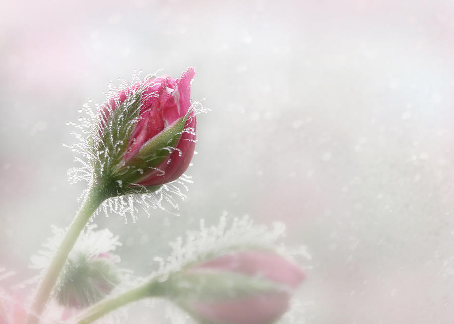 Kissed with Dew Photograph by Lori Deiter