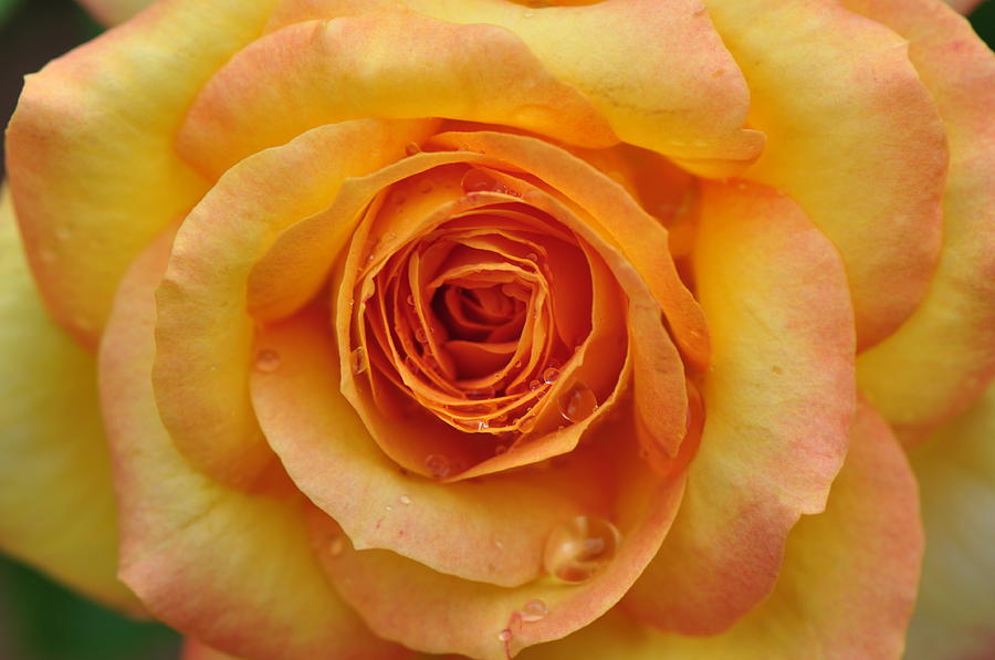 Rose Photograph - Kissed with Water by Gail Churinetz