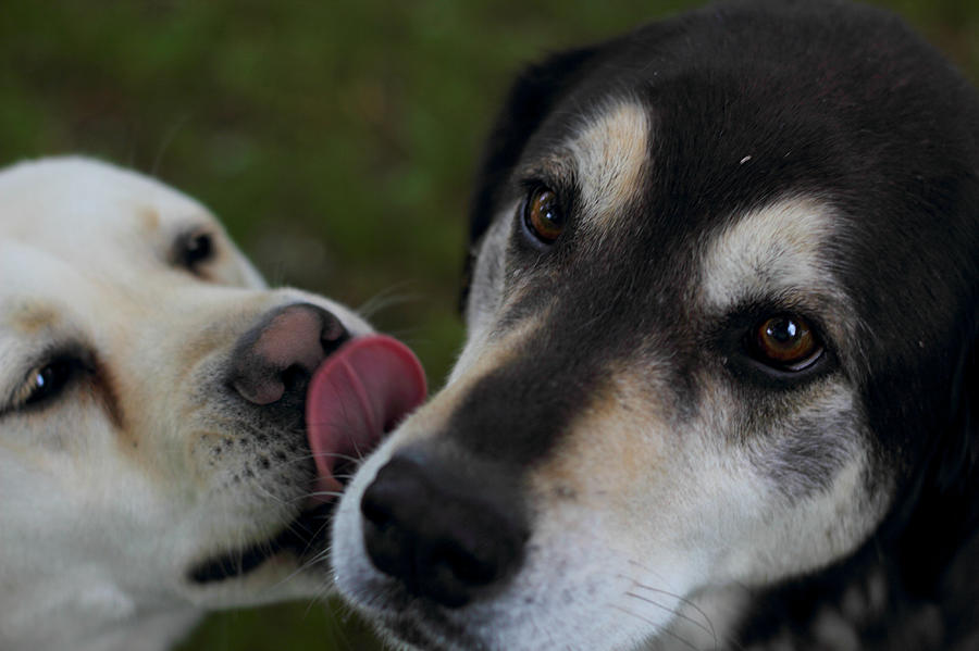 Dog Photograph - Kisses by Bada Griffiths