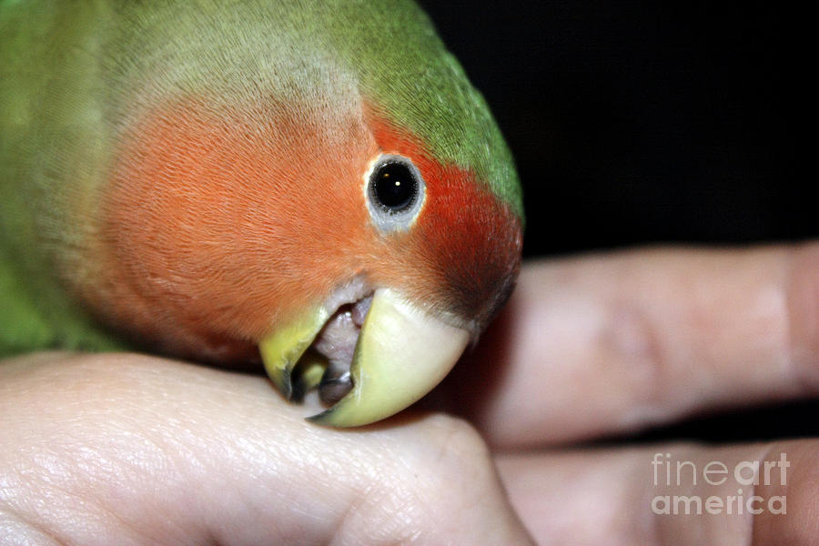 Lovebird Photograph - Kisses Pickle by Terri Waters