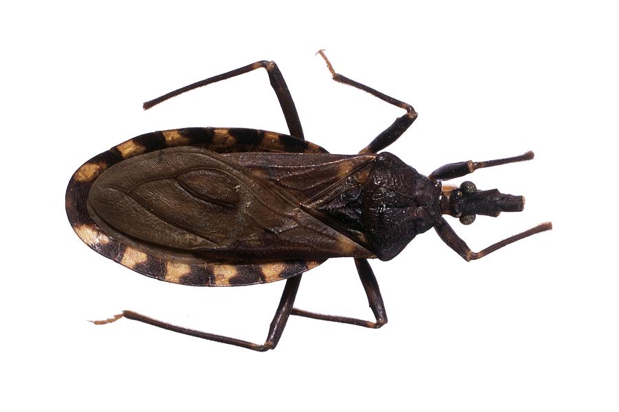 Kissing Bug Photograph By Science Photo Library   Kissing Bug Science Photo Library 