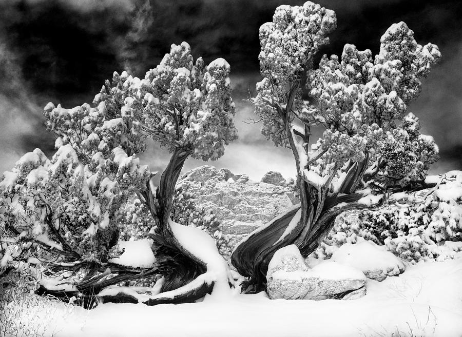 The Snowy Camels And A 1200-Year-Old Juniper  Photograph by Bijan Pirnia