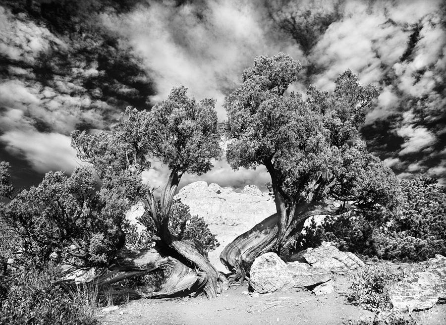 The Kissing Camels And A 1200-Year-Old Juniper  Photograph by Bijan Pirnia