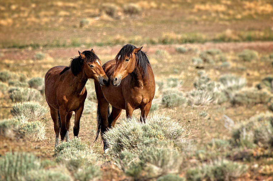 Wild Photograph - Kissing Cousins by Dennis Bolton