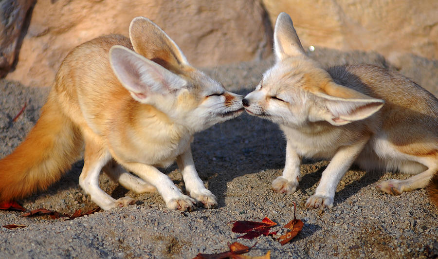 Kissing fennec fox Photograph by Floridapfe from S.Korea Kim in cherl