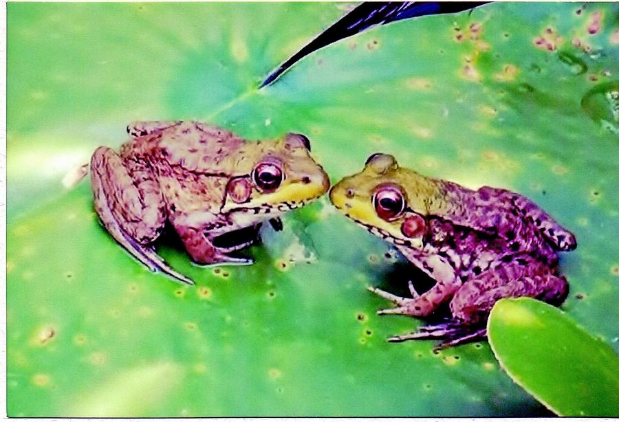 Frog Photograph - Kissing Frogs by Patricia Brock