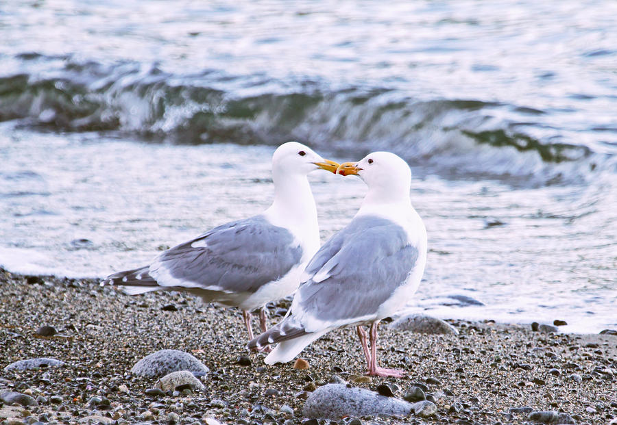 Kissing Gulls Photograph by Peggy Collins