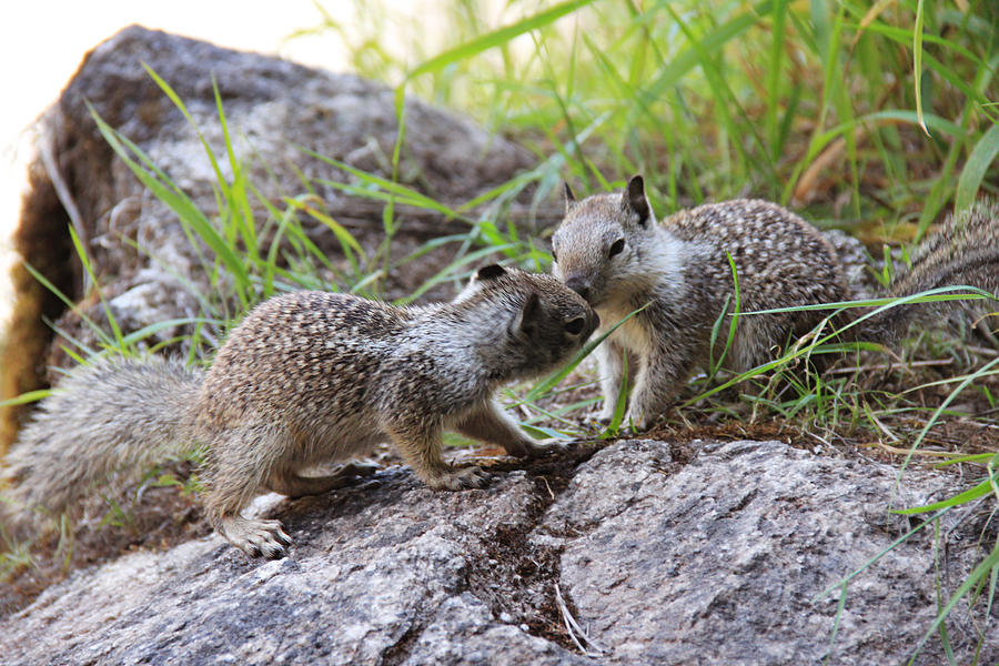 Kissing Little Squirrels Photograph by Masha Batkova