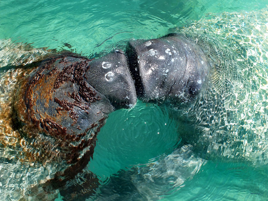 Kissing Manatees near Harbour Island Photograph by Duane McCullough