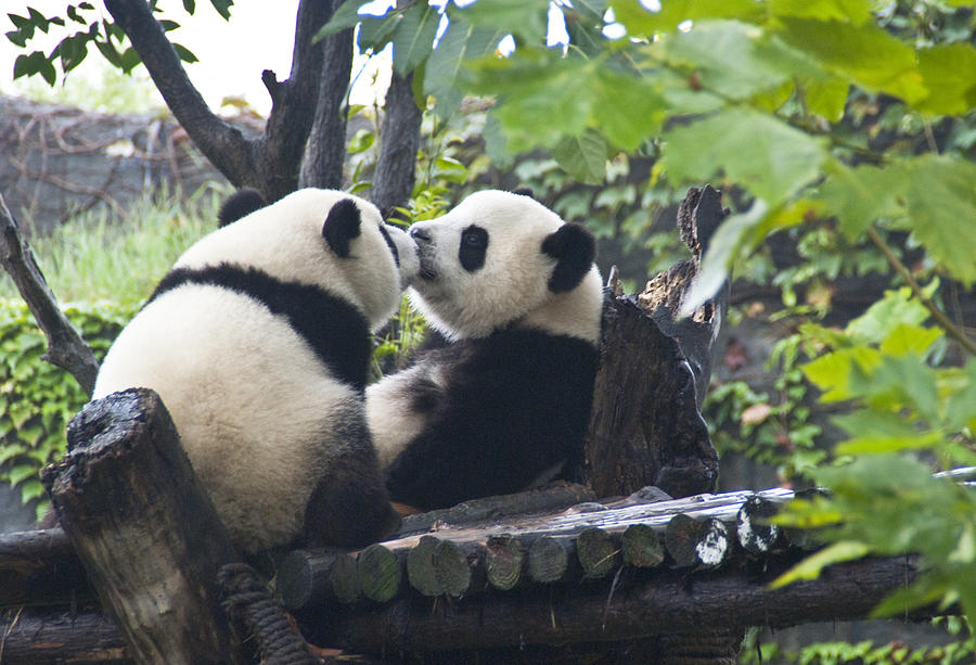 Kissing pandas Photograph by Dennis Cox