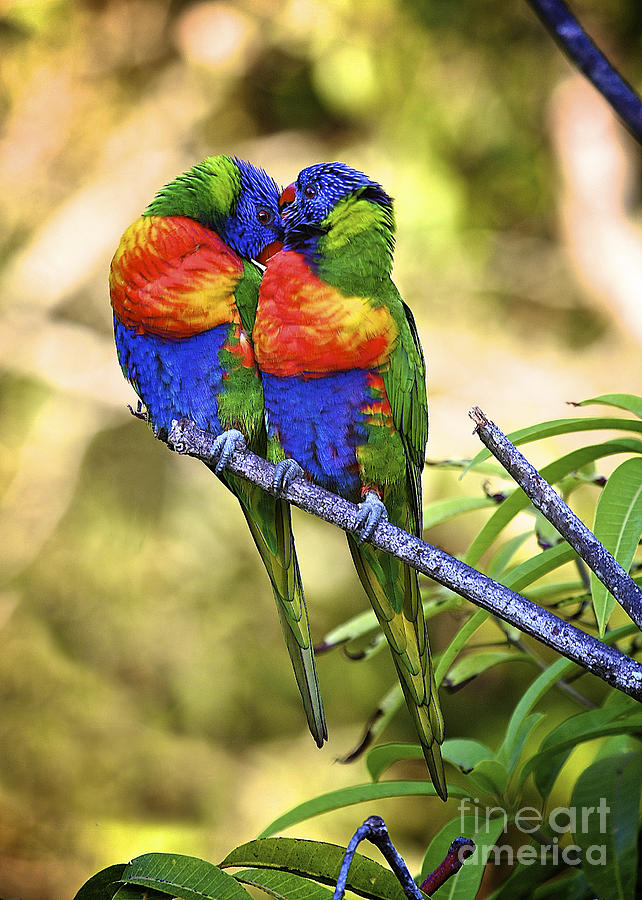 Wildlife Photograph - Kissing Rainbow Lorikeets 8 by Heng Tan