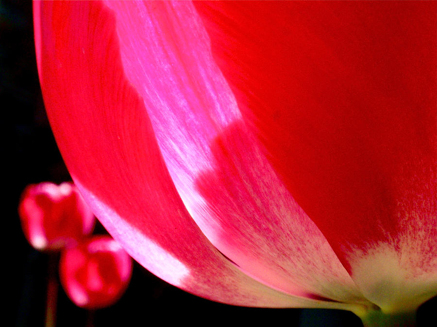Tulip Photograph - Kissing by Rona Black