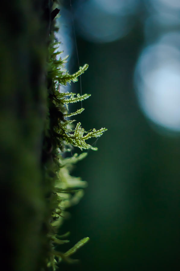 Kissing the light Photograph by Georgina Noronha - Pixels