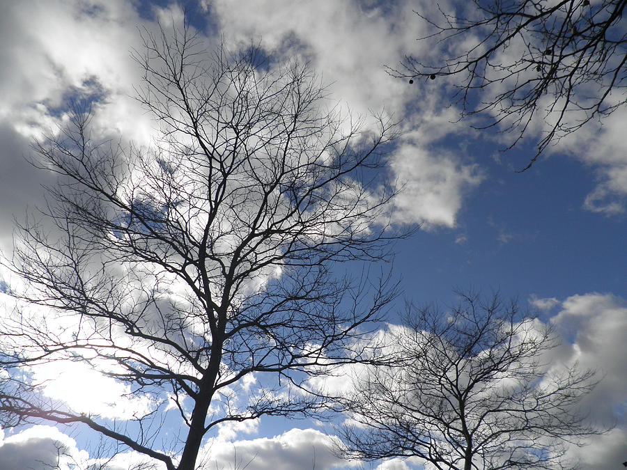 Blue Sky Photograph - Kissing Trees by Kate Gallagher