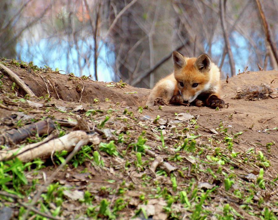 Kit Fox With Chew Toy Photograph by Thomas Young