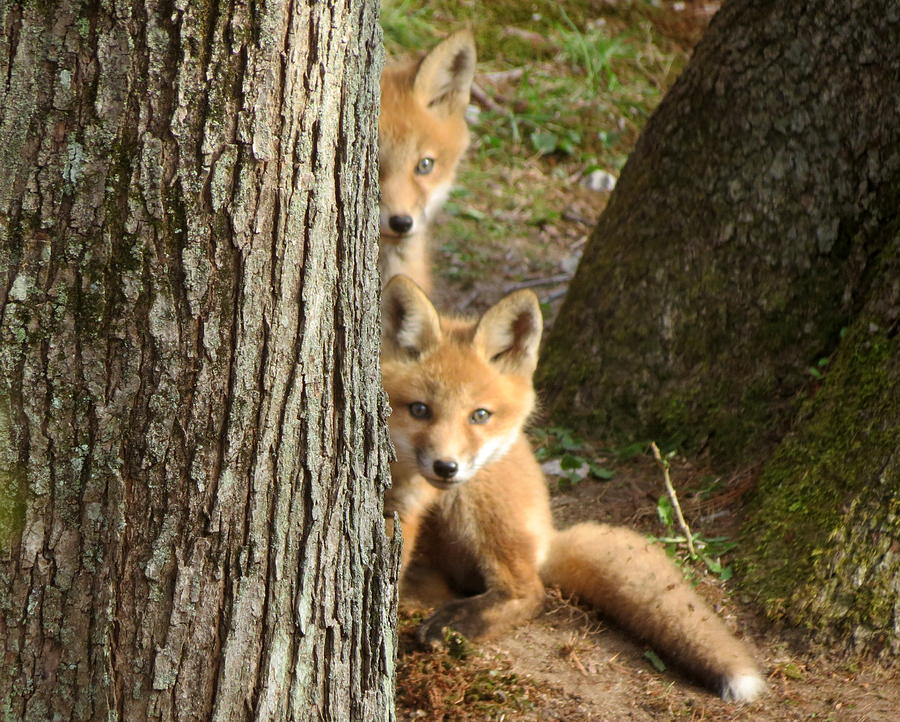 Fox Photograph - Kit Foxes by Patty Doherty