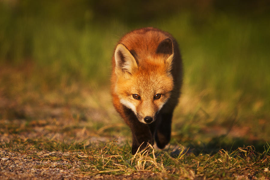 Waterton Lakes National Park Photograph - Kit on the Prowl by Mark Kiver