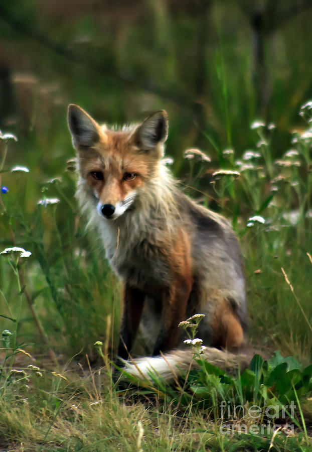 Inspirational Photograph - Kit Red Fox by Robert Bales