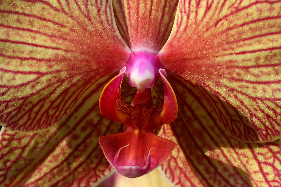 Orchid Photograph - Kite Rider by Doug Norkum