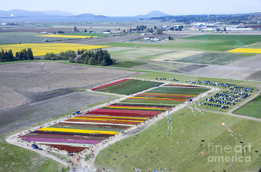 Kites and Tulips Photograph by Louise Magno