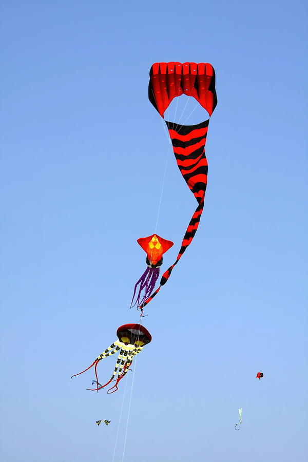 Kites over Baja California Photograph by Alexandra Till
