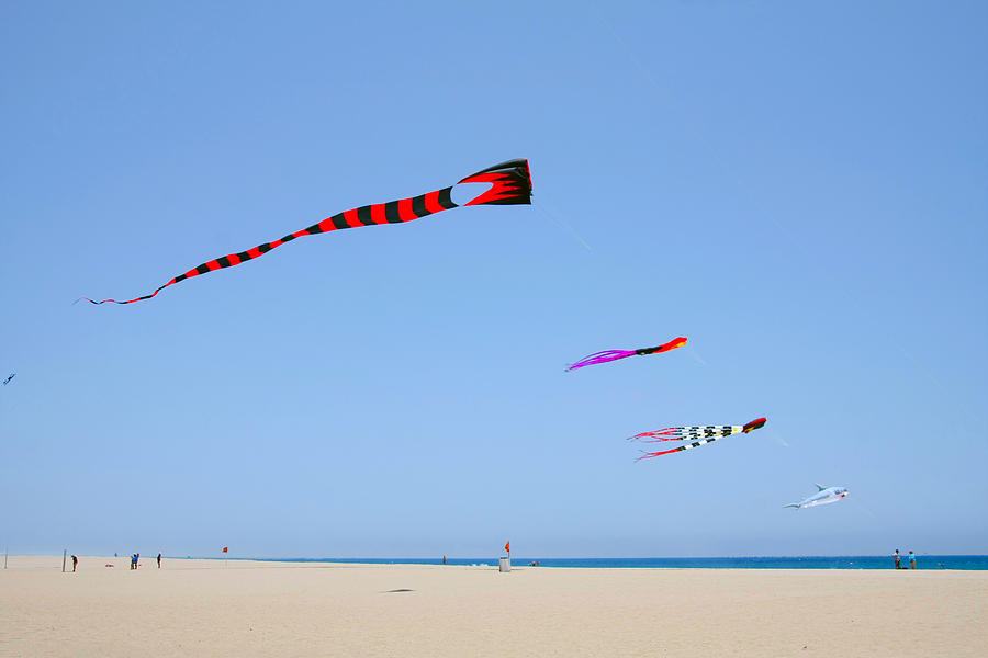 Kites over Cabo Photograph by Alexandra Till