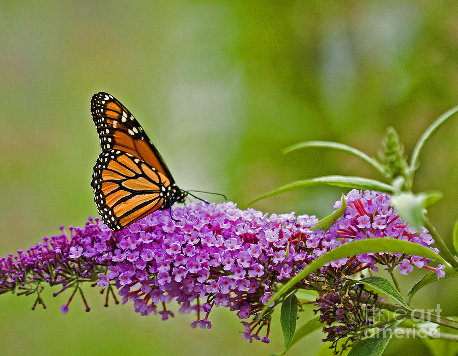 Kittatiny Monarch Photograph by Robert Pilkington