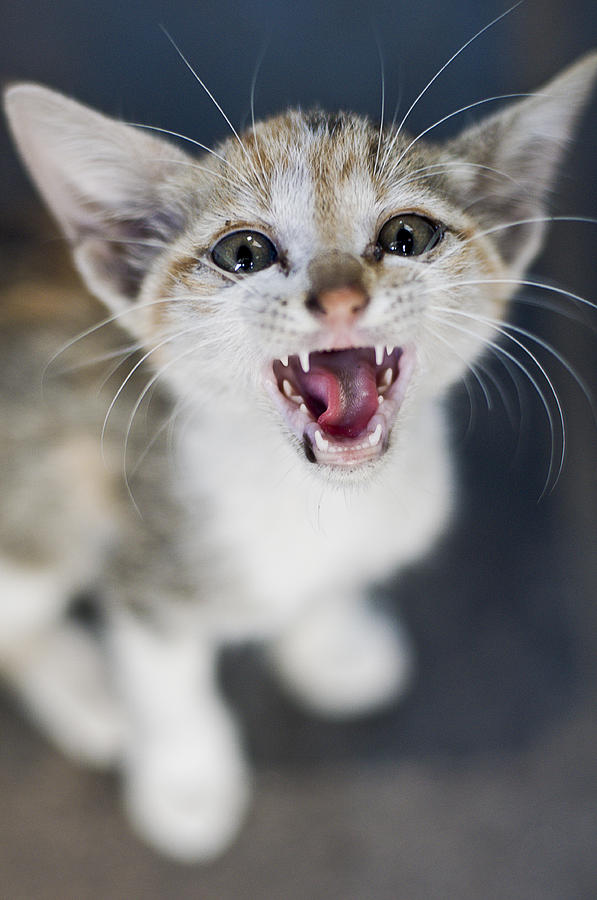 Kitten Photograph by Amit Sharma / Recaptured
