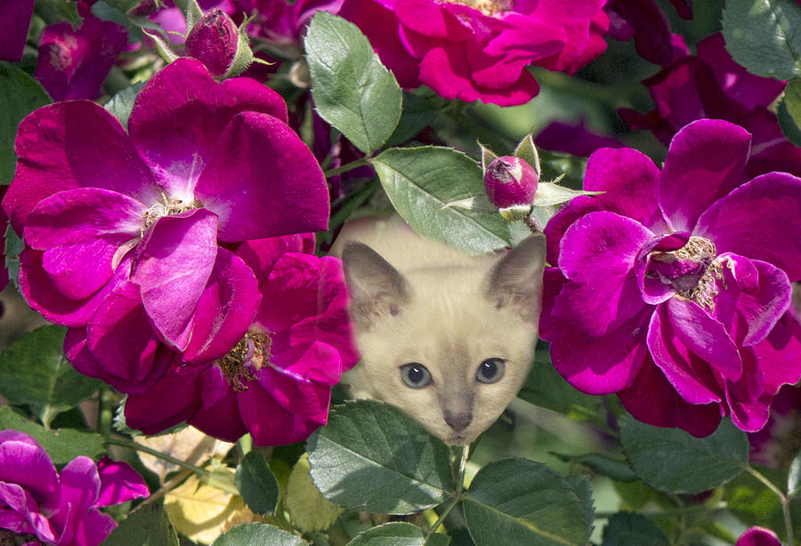 Rose Photograph - Kitten Among Pink Roses by Linda Phelps