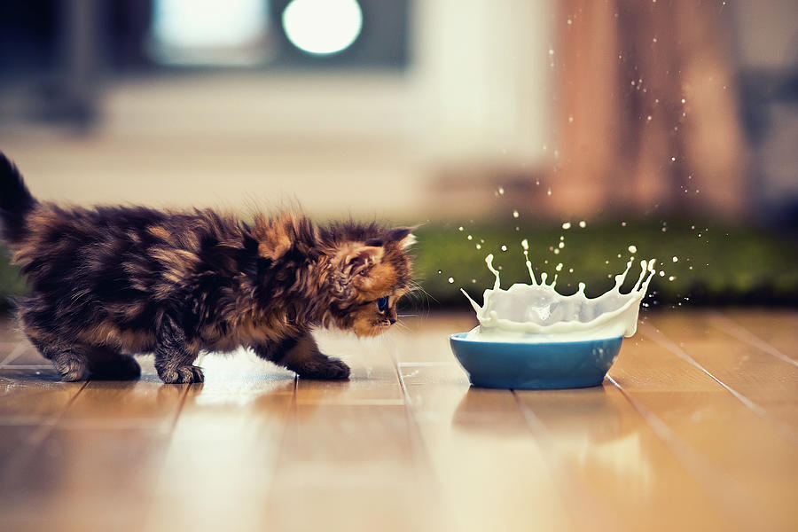 Kitten And Bowl Of Milk Photograph by Benjamin Torode